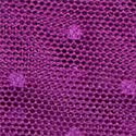 Bow-Back Open Lace-Up Cheeky Panty, Grape Soda, swatch